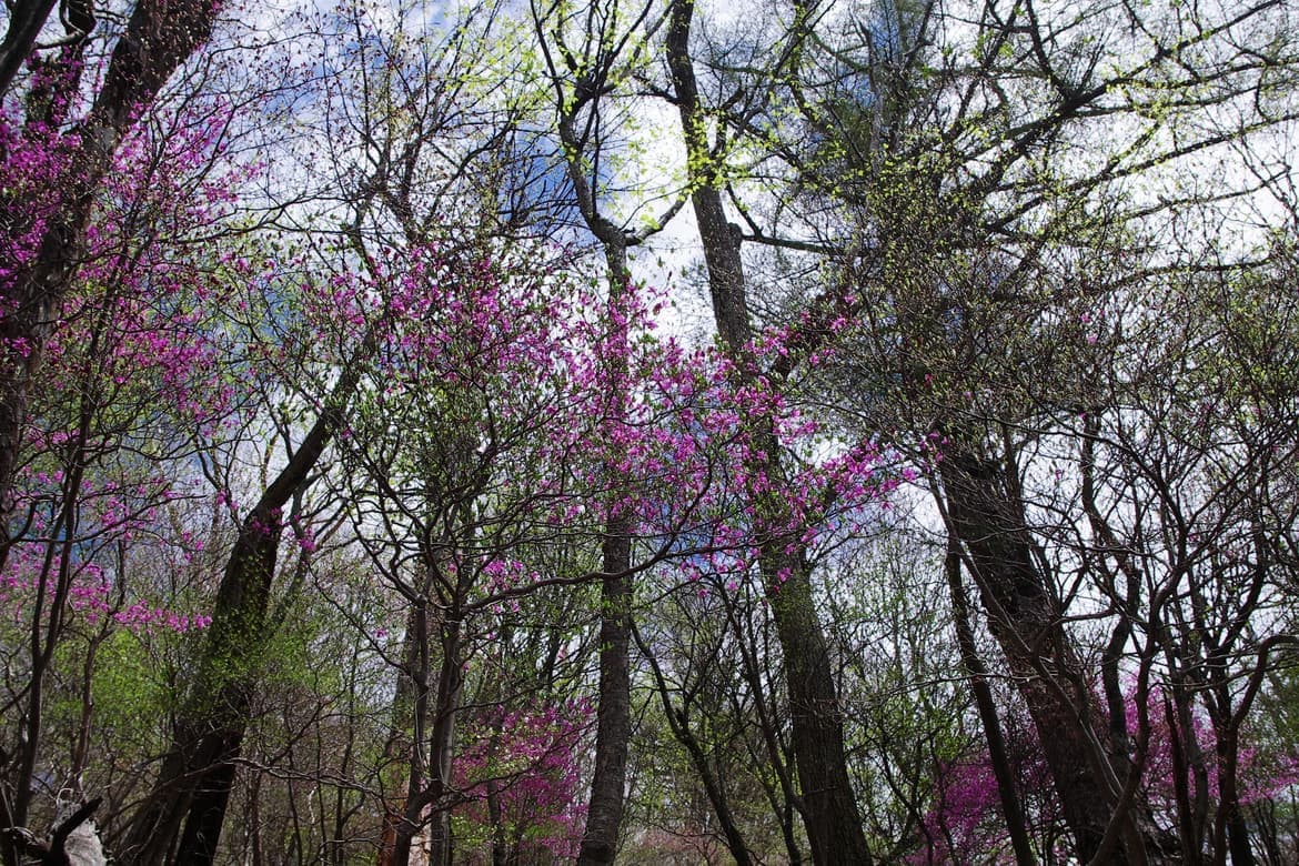 トウゴクミツバツツジ