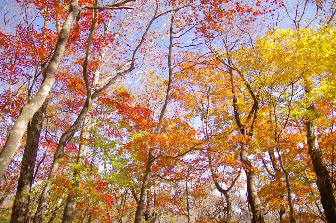 紅葉の森